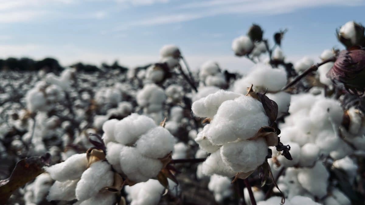 coton